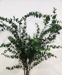Eucalyptus Branch