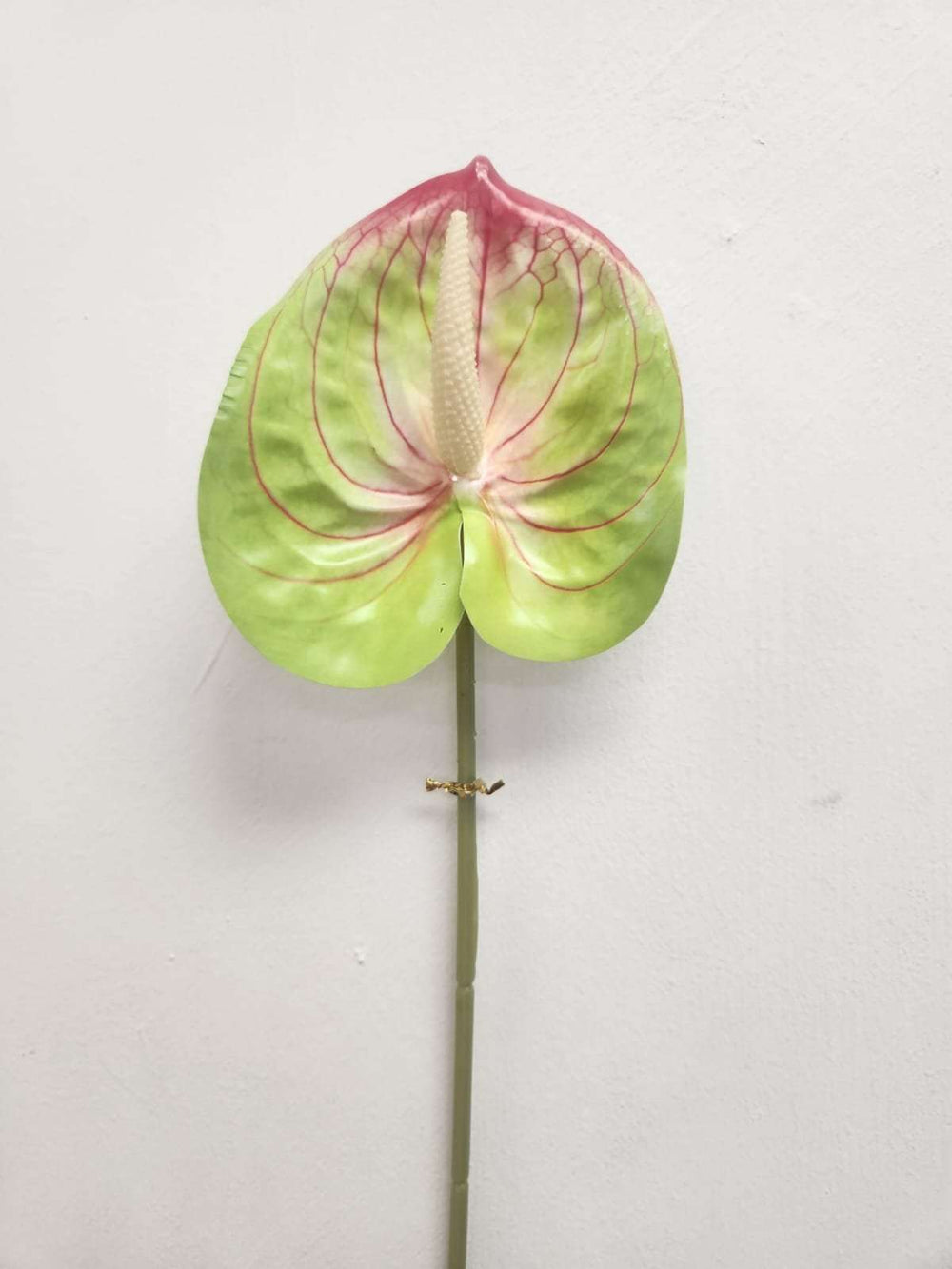 Flamingo Flower (Anthurium) - Red and Green image