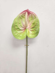 Flamingo Flower (Anthurium) - Red and Green image