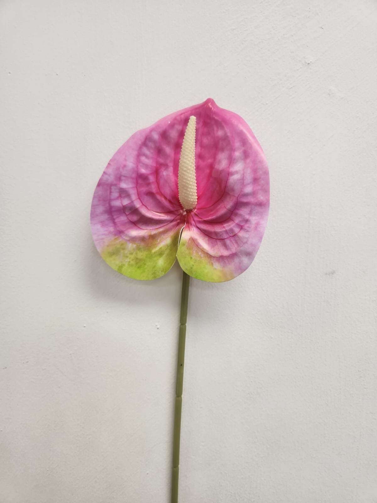 Flamingo Flower (Anthurium) - Pink and Green image