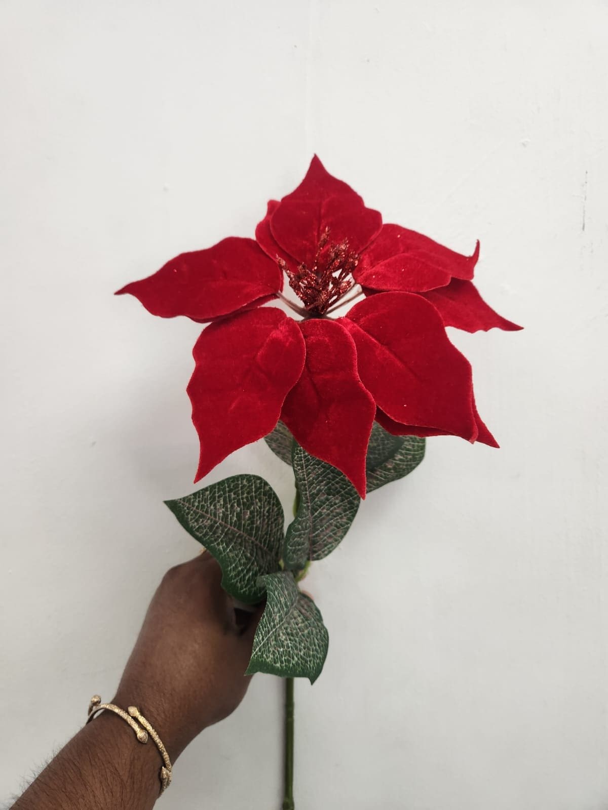 Velvet Poinsettia - Single image