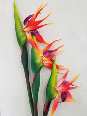 Birds of Paradise image 0