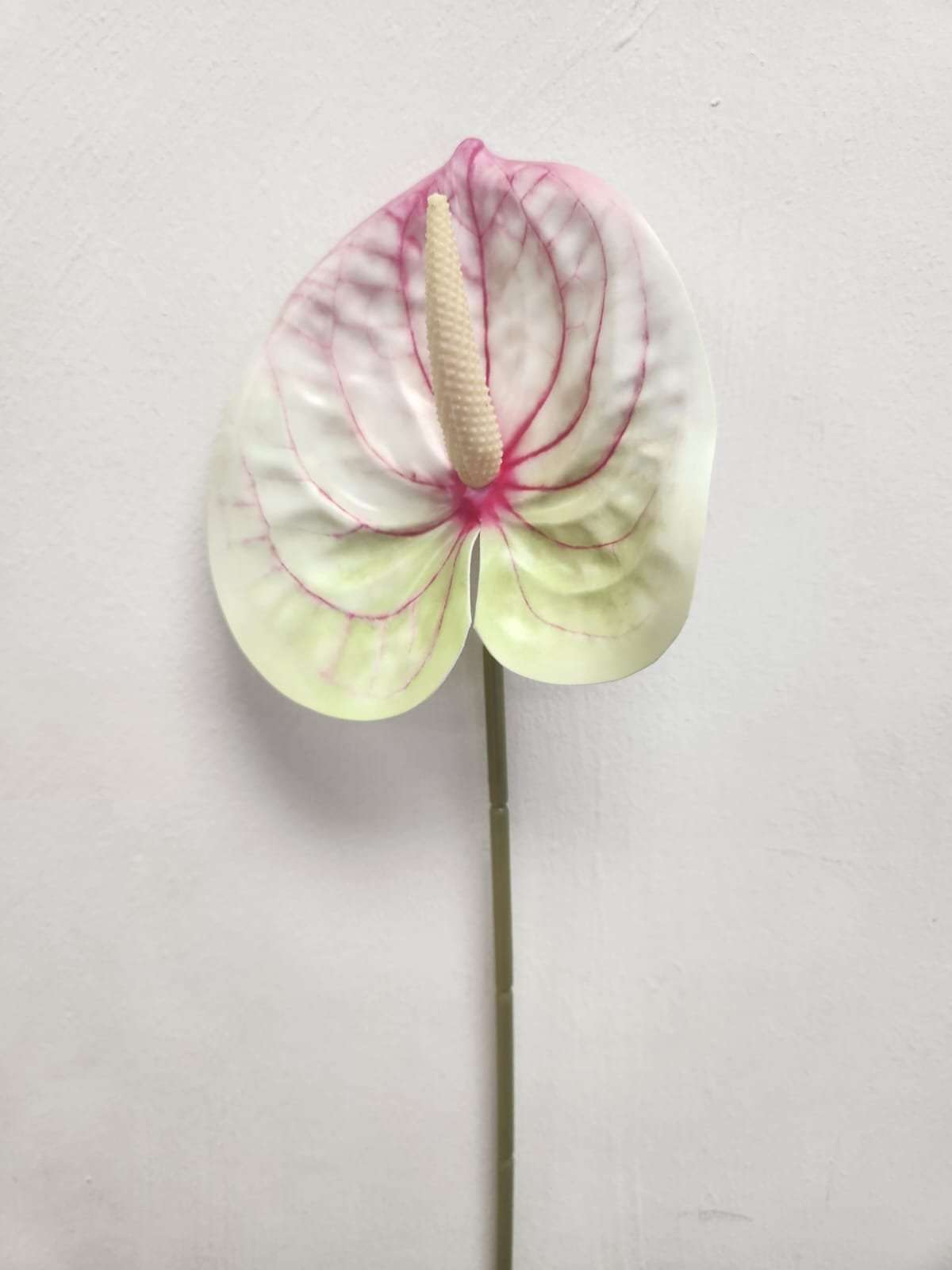 Flamingo Flower (Anthurium) - Pink and White image