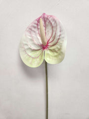 Flamingo Flower (Anthurium) - Pink and White image