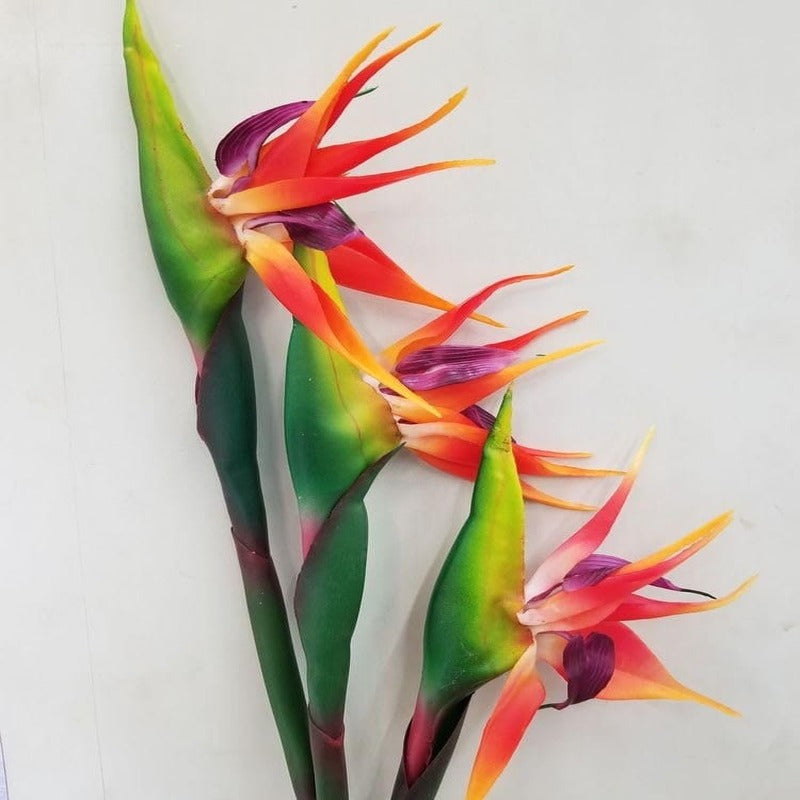 Birds of Paradise