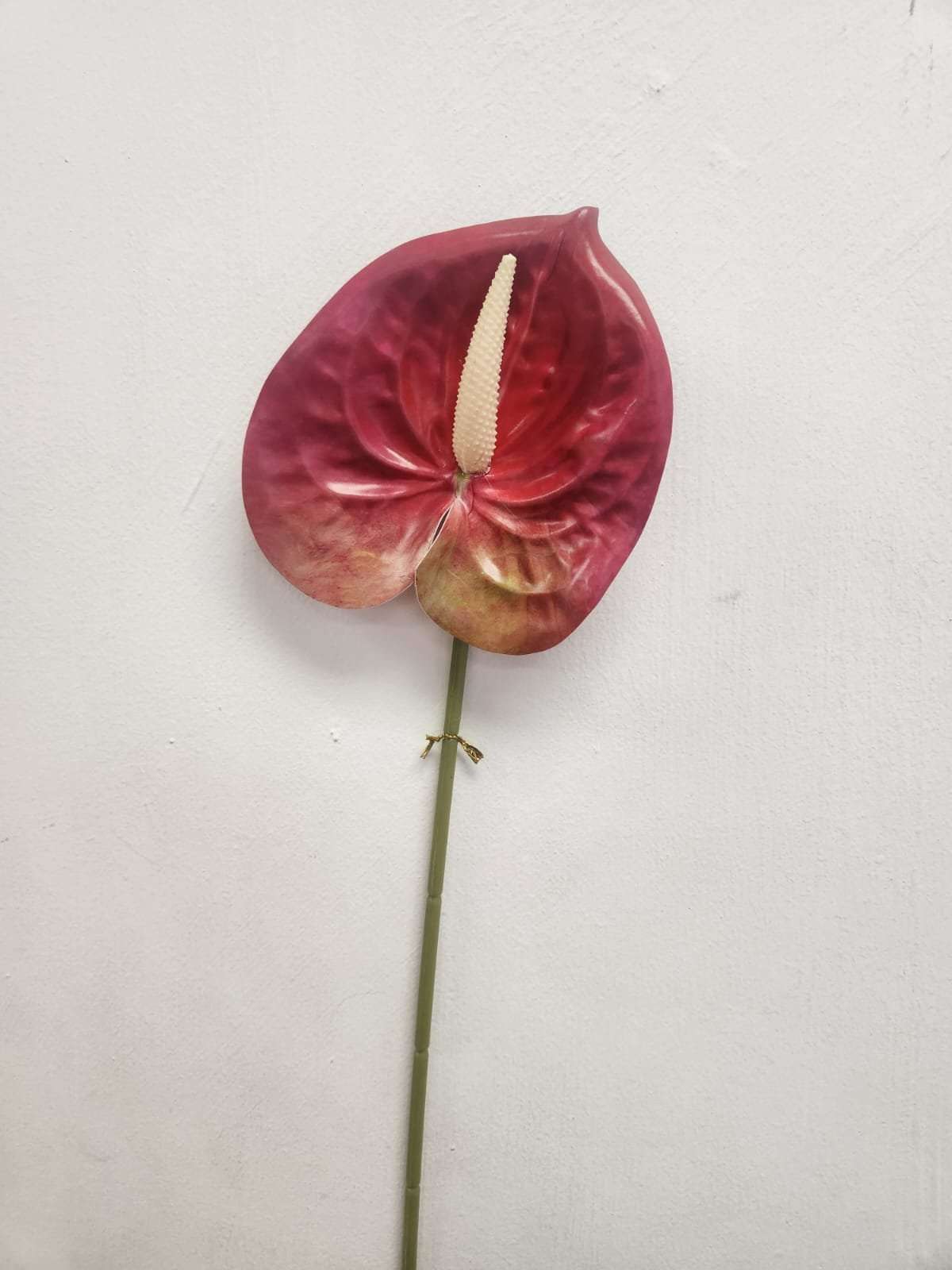 Flamingo Flower (Anthurium) - Scarlet Red image