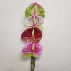 Flamingo Flower (Anthurium)