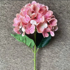 Hydrangea image 4
