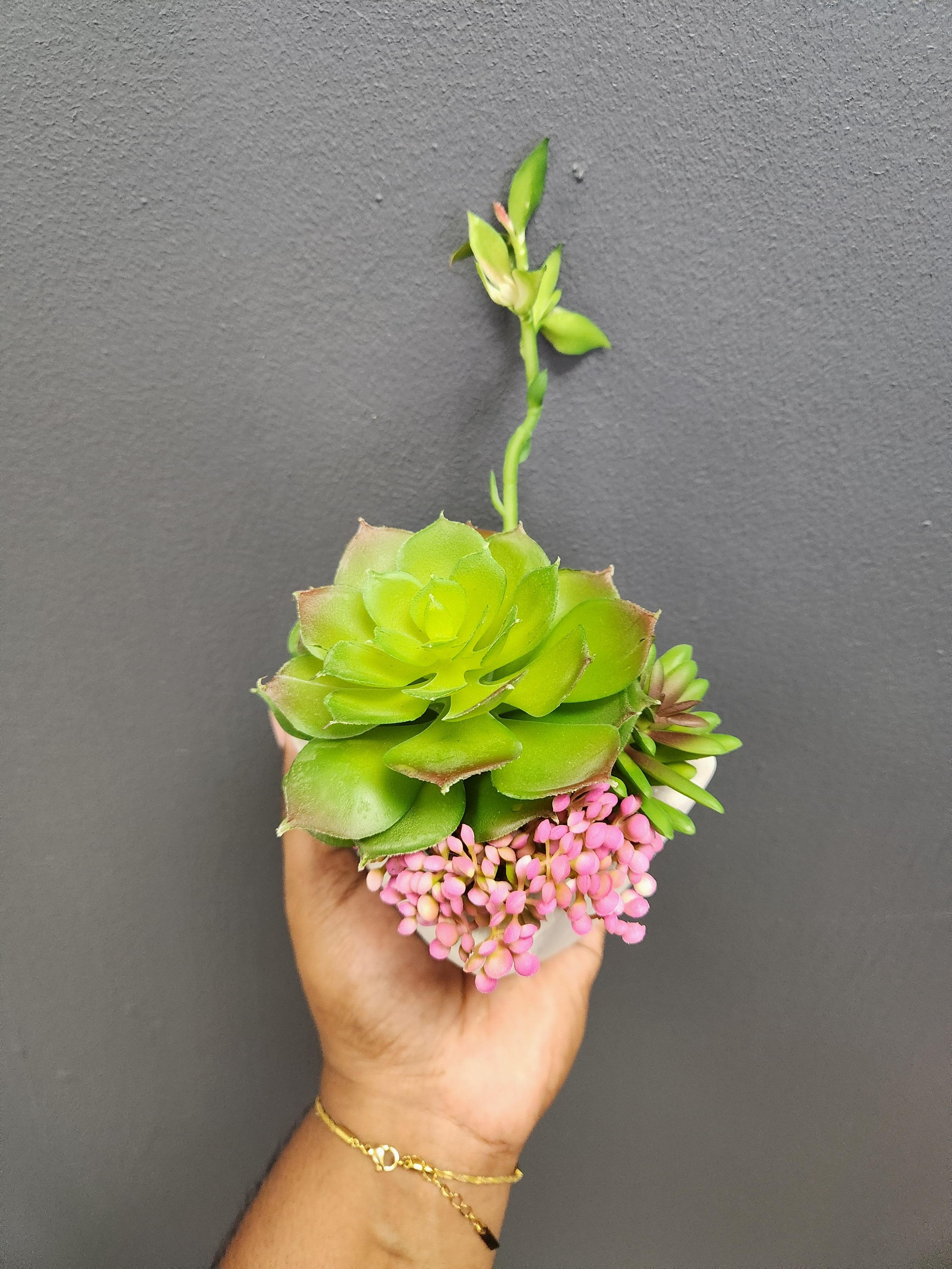 Succulent in Geometric Vase