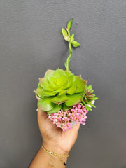 Succulent in Geometric Vase