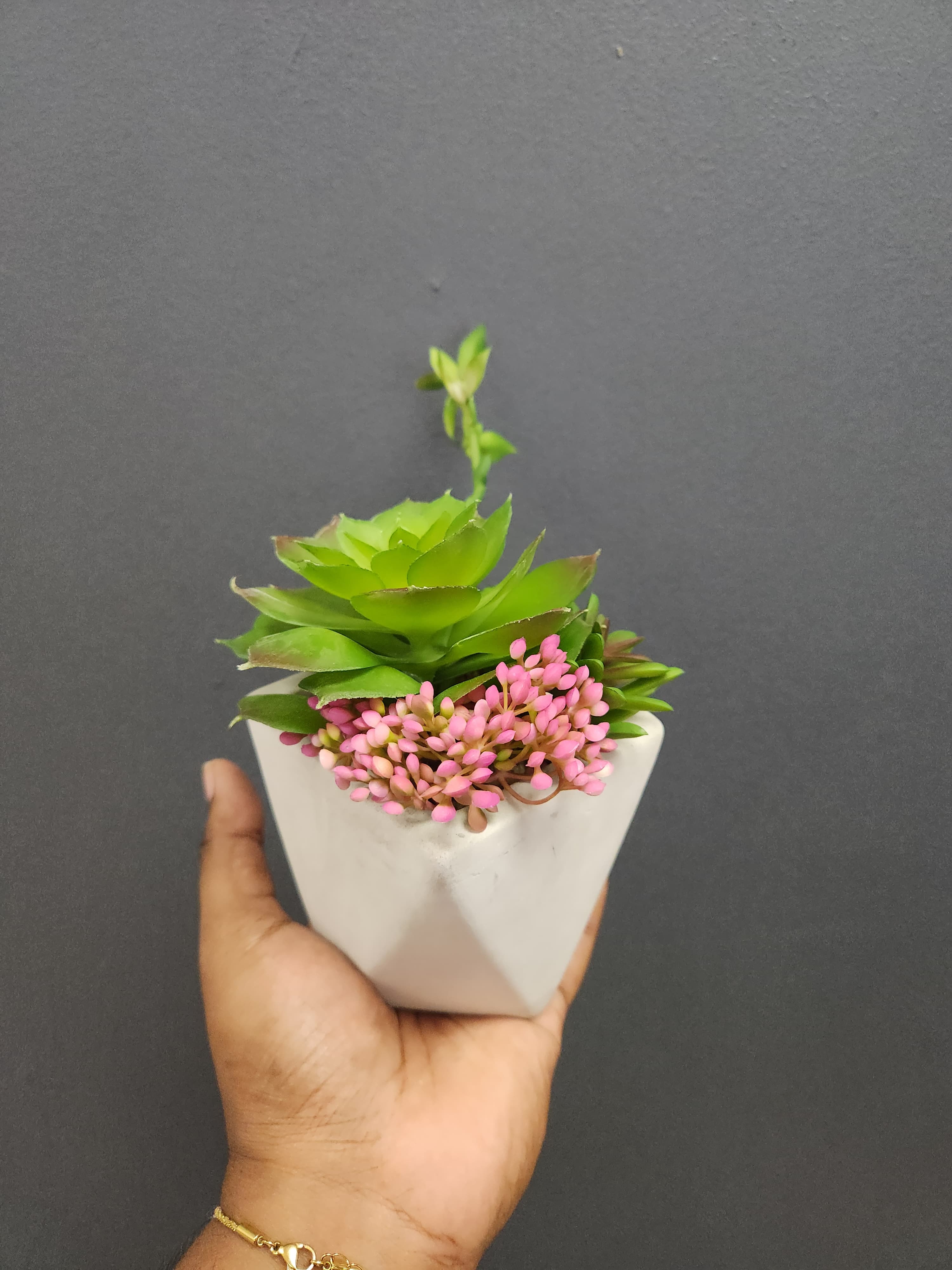 Succulent in Geometric Vase