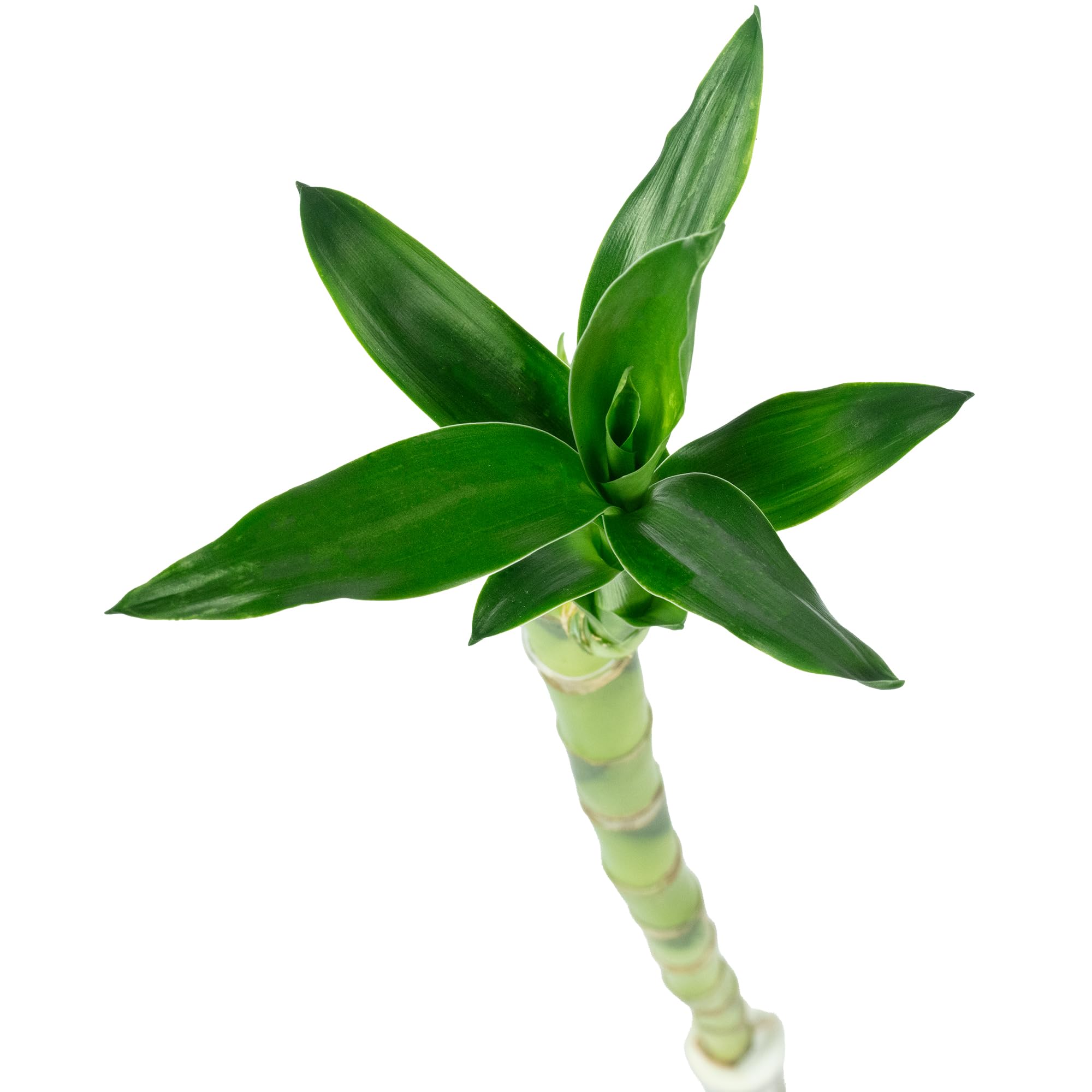 Artificial Bamboo Stem
