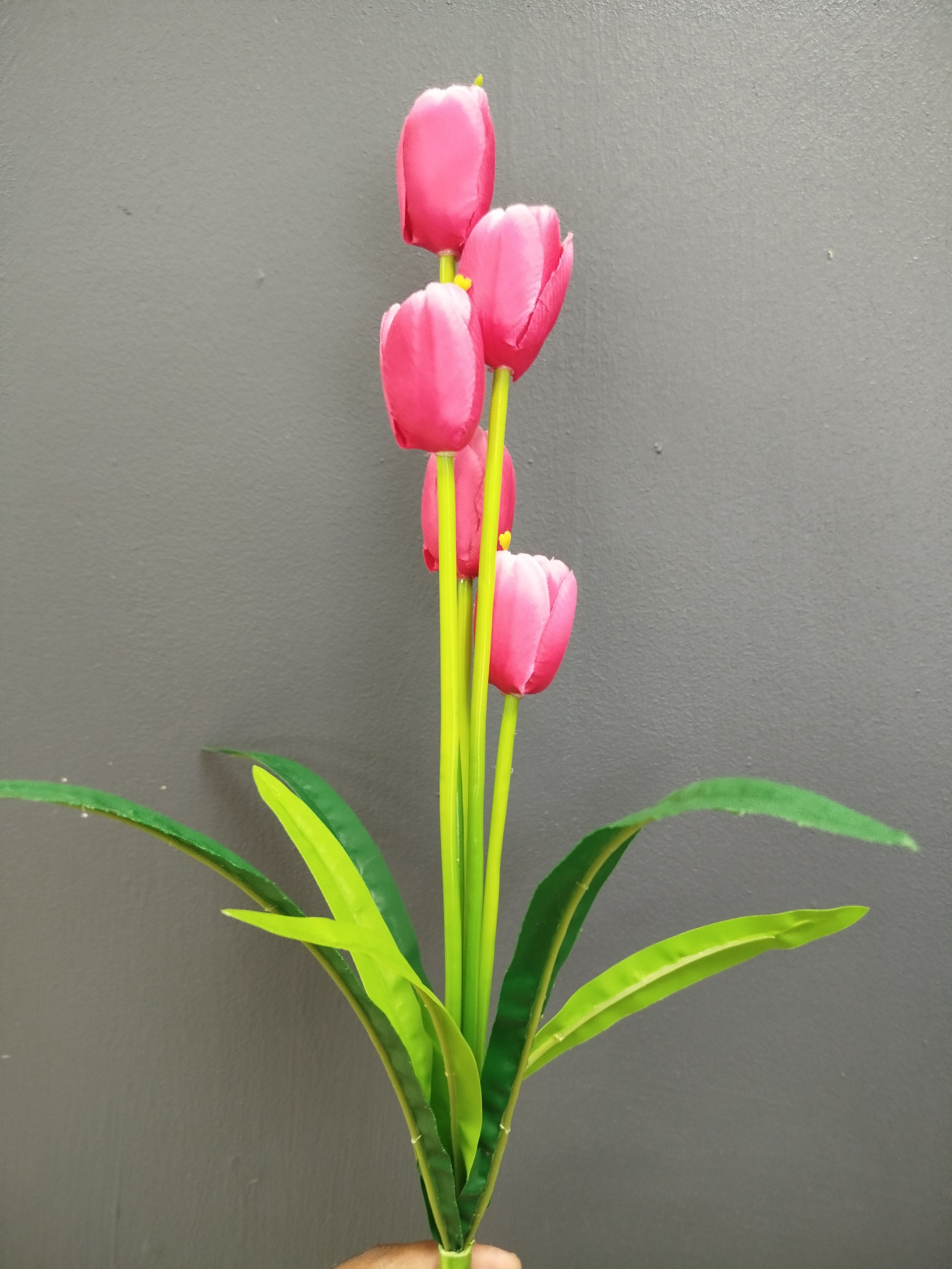 Tulips