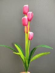 Tulips