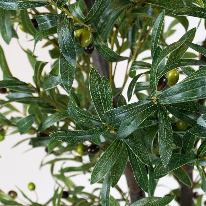 Olive Branch
